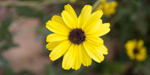 Arnica montana - Isolated mountain Sunflower