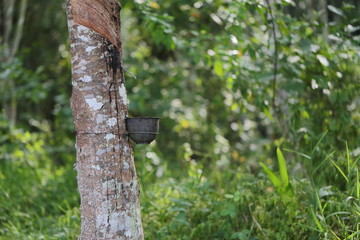 Rubber trees in Thailand
