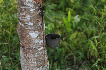Rubber trees in Thailand