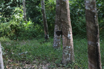 Rubber trees in Thailand