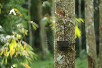 Rubber trees in Thailand