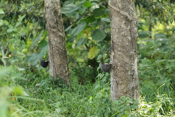 Rubber trees in Thailand