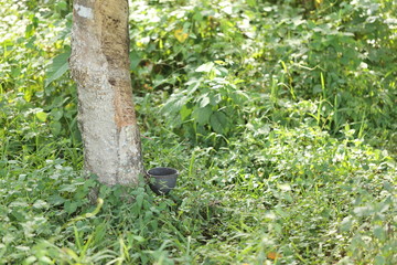Rubber trees in Thailand