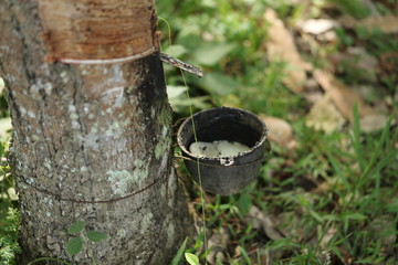 Rubber trees in Thailand