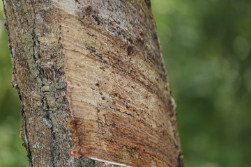Fototapeta premium Rubber trees in Thailand