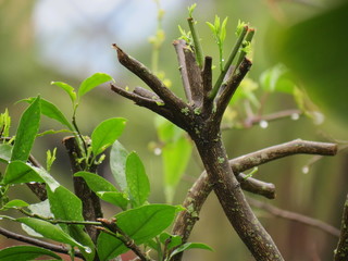Laranjalima