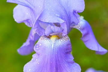 Garden iris flower with rain drops on its petals. Fully open iris flower against a green background.