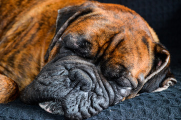 Sleeping brindle Boxer