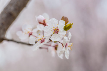 Ye Li, purple flowers ，Prunus Cerasifera Ehrhar f. atropurpurea