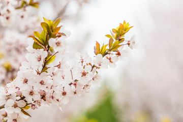 Ye Li, purple flowers ，Prunus Cerasifera Ehrhar f. atropurpurea