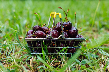 Mini shopping basket full of fresh red ripe cherries on green background
