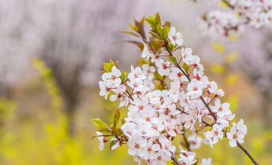 Ye Li, purple flowers ，Prunus Cerasifera Ehrhar f. atropurpurea