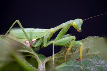 False Garden Mantis, Pseudomantis albofimbriata
