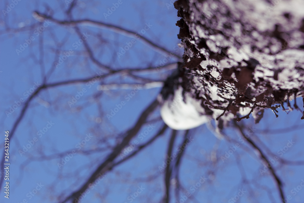 Wall mural branches on a tree