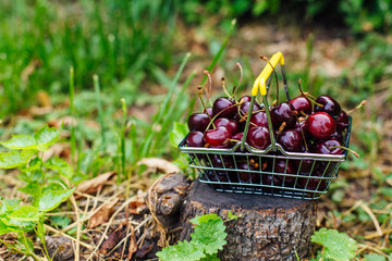 Mini shopping basket full of fresh red ripe cherries on green background