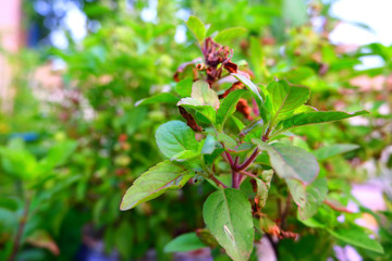 Ocimum tenuiflorum (or) Ocimum sanctum (Holy basil, Thai basil, tulasi) Showing a colorful of long bouquet, consisting small Pink, Magenta flowers, clinging together as tiered shape. natural sunlight