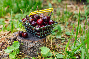 Mini shopping basket full of fresh red ripe cherries on green background