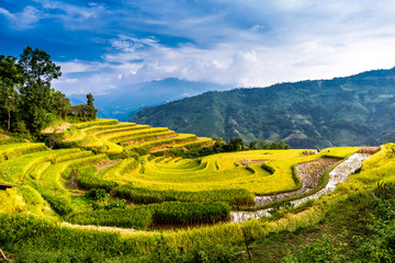 Ripen rice terraced fields in Y Ty, Laocai, Vietnam