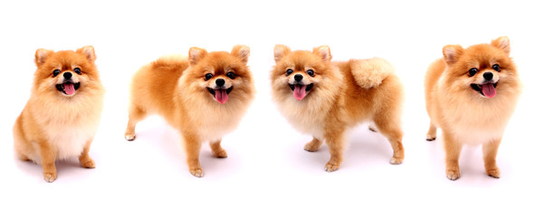 Pomeranian dog group on a white background.