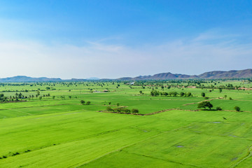 Fototapeta na wymiar Panoramic view nature Landscape of a green field with rice