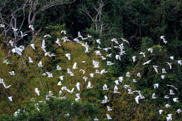 Egret flock inside Thung Nham natural reserve, Ninh Binh, Vietnam