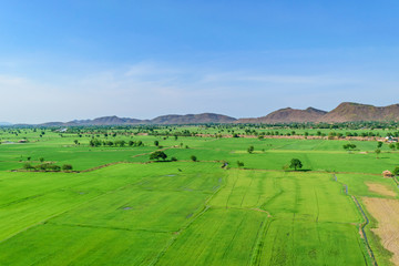 Fototapeta na wymiar Rice field with blue sky