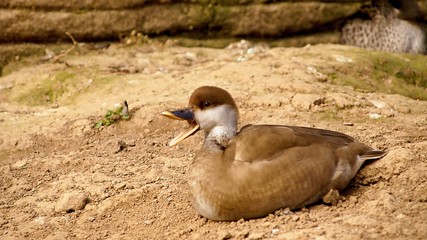 duck in the zoo