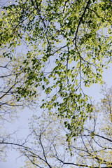 Fresh green spring leaves on blue sky background.