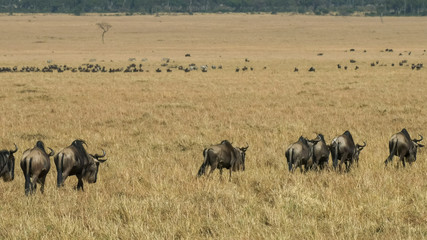 wildebeest walking in masai mara game reserve on their annual migration
