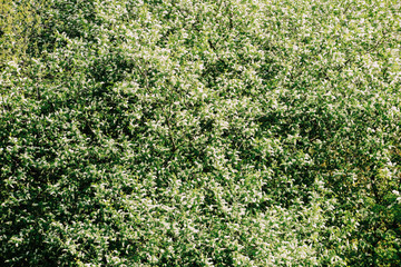 Green floral botanical background