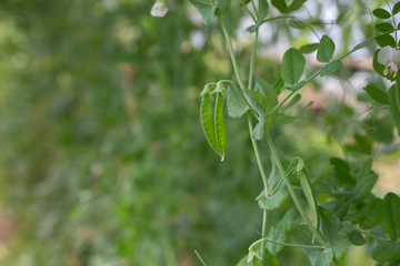 さやえんどうと人