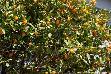 Kumquat tree and many fruits