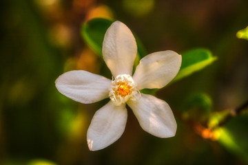 Obraz na płótnie Canvas Dieses schöne Foto zeigt eine schöne weiße Jasminblume. Das Foto wurde in Thailand aufgenommen