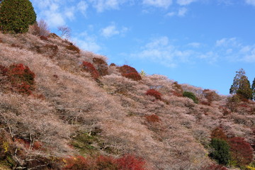 紅葉と四季桜の山