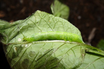 Cabbage White Butterfly Caterpillar on the underside of a Potato plant leaf