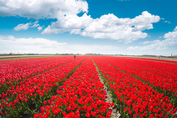 red tulips in the netherlands