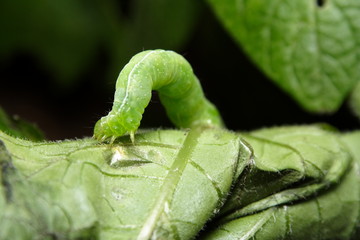 Cabbage White Butterfly Caterpillar feeding on a Potato plant leaf