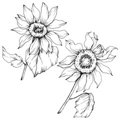 Vector Sunflower floral botanical flowers. Black and white engraved ink art. Isolated sunflower illustration element.