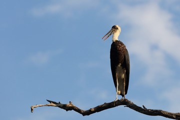 Wollhalsstorch / Woolly-necked stork / Ciconia episcopus