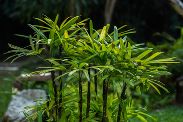 Plant, Mauritius, Thailand, Leaf, Palm Leaf