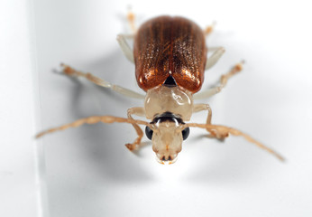 Macro Photo of Beetle on White Floor