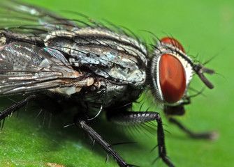 Macro Photography of Housefly on Green Leaf 