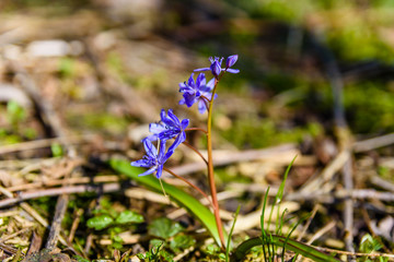 Blue scilla flowers in the forest on spring