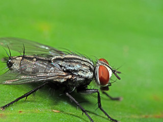 Macro Photo of Housefly on Green Leaf