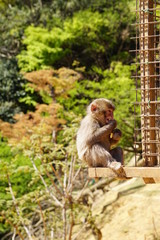 Naklejka premium モンキーパーク 