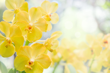 Fototapeta na wymiar Nature background of yellow orchid flowers in the garden during summer day with sunlight and blur bokeh background.