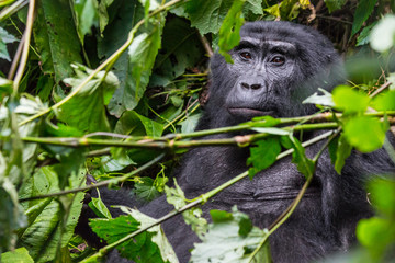 A pensive gorilla relaxes in a the thick jungle in Uganda
