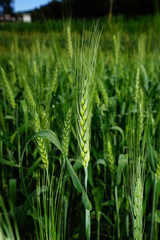 Green wheat in cultivated agricultural field.