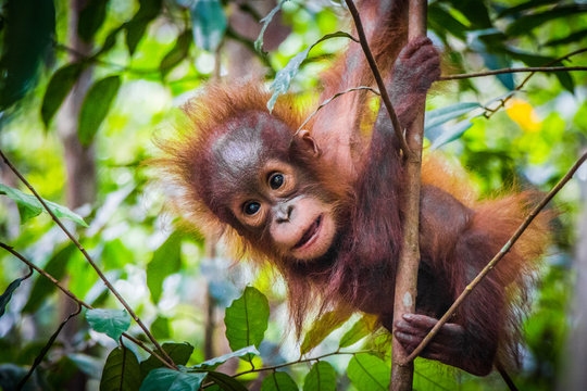 Fototapeta World's cutest baby orangutan hangs in a tree in Borneo