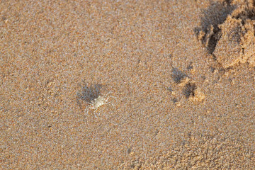 Small Ghost Crab Walking Quickly on the Sea Beach in the Morning